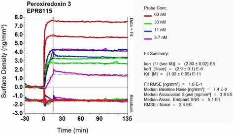OI-RD Scanning - Anti-Peroxiredoxin 3/PRDX3 antibody [EPR8115] (ab128953), expandable thumbnail