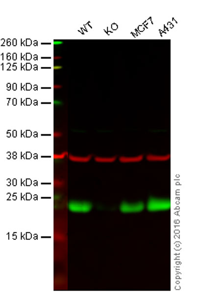 Western blot - Anti-Peroxiredoxin 3/PRDX3 antibody [EPR8115] (AB128953), expandable thumbnail