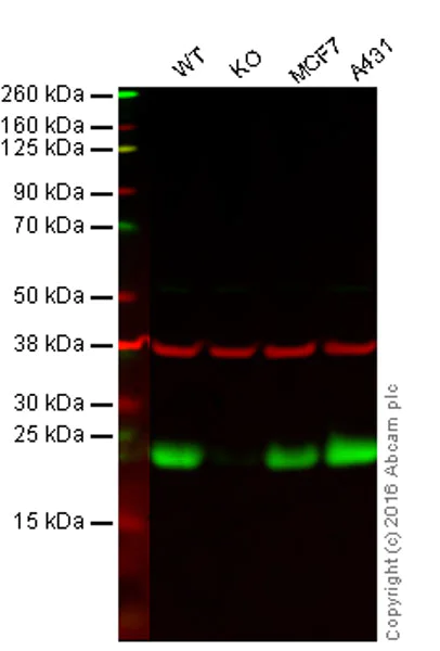 Western blot - Anti-Peroxiredoxin 3/PRDX3 antibody [EPR8115] (AB128953)