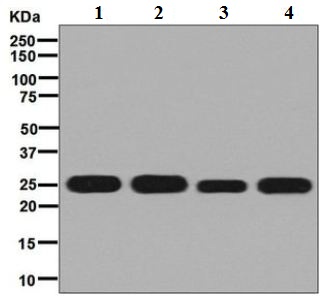 Western blot - Anti-Peroxiredoxin 3/PRDX3 antibody [EPR8115] (AB128953), expandable thumbnail