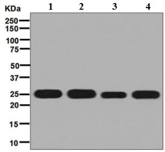 Western blot - Anti-Peroxiredoxin 3/PRDX3 antibody [EPR8115] (AB128953)