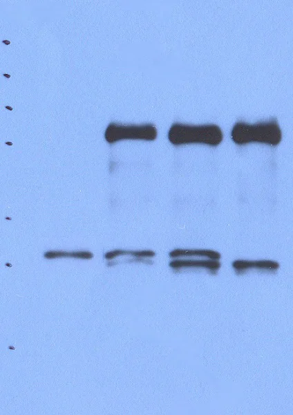 Immunoprecipitation - Anti-Peroxiredoxin 4 antibody [1A1] (AB16754)