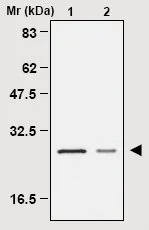 Immunoprecipitation - Anti-Peroxiredoxin 4 antibody [1A1] (AB16754)