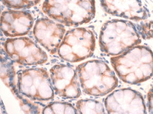 Immunohistochemistry (Formalin/PFA-fixed paraffin-embedded sections) - Anti-Peroxiredoxin 4 antibody (AB59542)