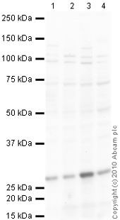 Western blot - Anti-Peroxiredoxin 4 antibody (AB59542)