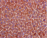 Immunohistochemistry (Formalin/PFA-fixed paraffin-embedded sections) - Anti-Peroxiredoxin 4 antibody [EPR15458(B)] (AB184167), expandable thumbnail