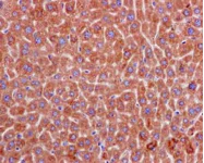 Immunohistochemistry (Formalin/PFA-fixed paraffin-embedded sections) - Anti-Peroxiredoxin 4 antibody [EPR15458(B)] (AB184167)