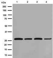 Western blot - Anti-Peroxiredoxin 4 antibody [EPR15458(B)] (AB184167), expandable thumbnail