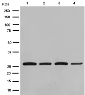 Western blot - Anti-Peroxiredoxin 4 antibody [EPR15458(B)] (AB184167)