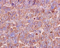 Immunohistochemistry (Formalin/PFA-fixed paraffin-embedded sections) - Anti-Peroxiredoxin 4 antibody [EPR15458(B)] - BSA and Azide free (AB245772)