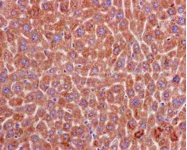 Immunohistochemistry (Formalin/PFA-fixed paraffin-embedded sections) - Anti-Peroxiredoxin 4 antibody [EPR15458(B)] - BSA and Azide free (AB245772)