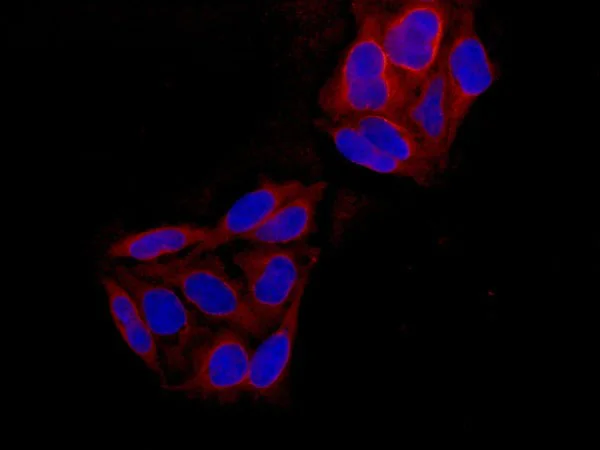Immunocytochemistry/ Immunofluorescence - Anti-Peroxiredoxin 5 antibody [EPR14528(B)] (AB180123)