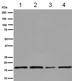 Western blot - Anti-Peroxiredoxin 5 antibody [EPR14528(B)] (AB180123)