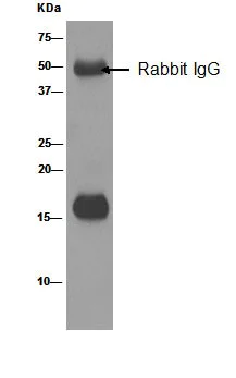 Immunoprecipitation - Anti-Peroxiredoxin 5 antibody [EPR14528(B)] - BSA and Azide free (AB250136)