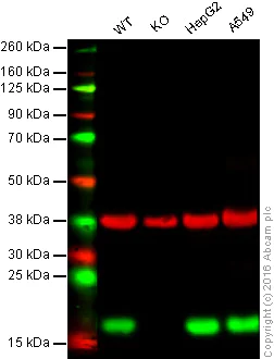 Western blot - Anti-Peroxiredoxin 5 antibody [EPR14528(B)] - BSA and Azide free (AB250136)