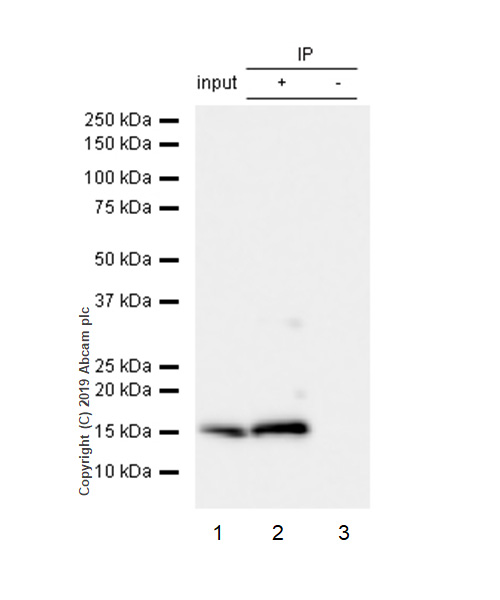 Immunoprecipitation - Anti-Peroxiredoxin 5 antibody [EPR14529(B)] (AB180587), expandable thumbnail