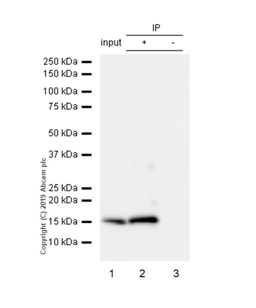 Immunoprecipitation - Anti-Peroxiredoxin 5 antibody [EPR14529(B)] (AB180587)