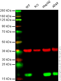 Western blot - Anti-Peroxiredoxin 5 antibody [EPR14529(B)] (AB180587), expandable thumbnail
