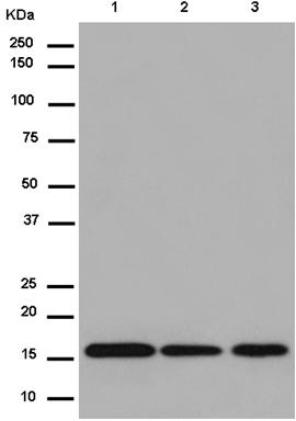 Western blot - Anti-Peroxiredoxin 5 antibody [EPR14529(B)] (ab180587), expandable thumbnail
