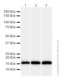 Western blot - Anti-Peroxiredoxin 5 antibody [EPR14529(B)] (AB180587), expandable thumbnail