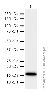 Western blot - Anti-Peroxiredoxin 5 antibody [EPR14529(B)] (ab180587), expandable thumbnail