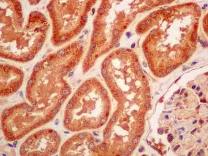 Immunohistochemistry (Formalin/PFA-fixed paraffin-embedded sections) - Anti-Peroxiredoxin 5 antibody [EPR14529(B)] - BSA and Azide free (AB250235)