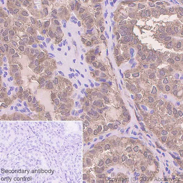 Immunohistochemistry (Formalin/PFA-fixed paraffin-embedded sections) - Anti-Peroxiredoxin 5 antibody [EPR14529(B)] - BSA and Azide free (AB250235)