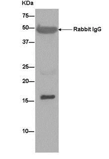 Immunoprecipitation - Anti-Peroxiredoxin 5 antibody [EPR14529(B)] - BSA and Azide free (AB250235)
