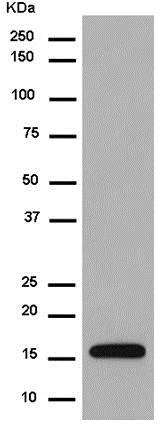Western blot - Anti-Peroxiredoxin 5 antibody [EPR14529(B)] - BSA and Azide free (AB250235)