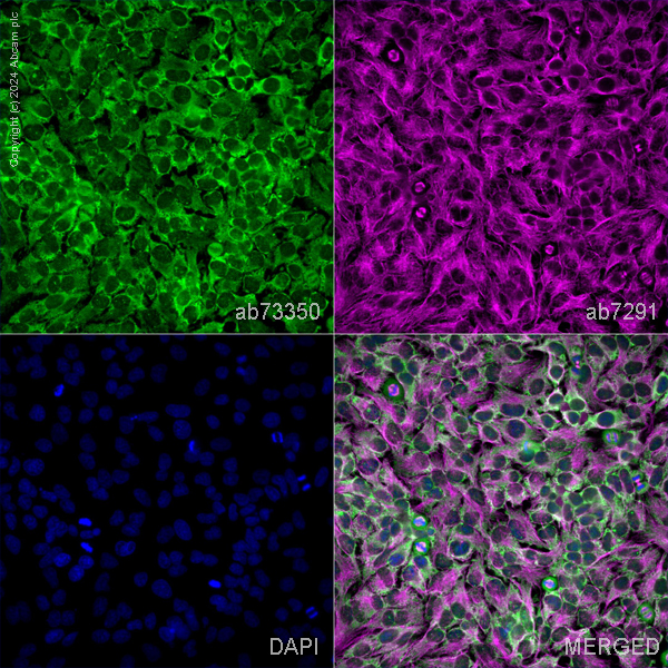 Immunocytochemistry/ Immunofluorescence - Anti-Peroxiredoxin 6 antibody (AB73350)
