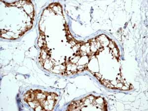 Immunohistochemistry (Formalin/PFA-fixed paraffin-embedded sections) - Anti-Peroxiredoxin 6 antibody [EPR3754] (AB133348)