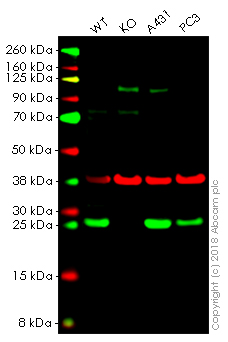 Anti-Peroxiredoxin 6 antibody [EPR3754]
