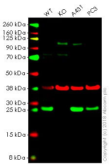 Western blot - Anti-Peroxiredoxin 6 antibody [EPR3754] (AB133348)