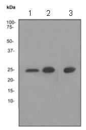 Western blot - Anti-Peroxiredoxin 6 antibody [EPR3754] (AB133348)