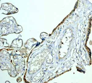 Immunohistochemistry (Formalin/PFA-fixed paraffin-embedded sections) - Anti-Peroxiredoxin 6 antibody [EPR3754] - BSA and Azide free (AB240057)