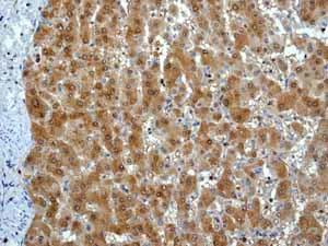 Immunohistochemistry (Formalin/PFA-fixed paraffin-embedded sections) - Anti-Peroxiredoxin 6 antibody [EPR3754] - BSA and Azide free (AB240057)