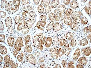 Immunohistochemistry (Formalin/PFA-fixed paraffin-embedded sections) - Anti-Peroxiredoxin 6 antibody [EPR3754] - BSA and Azide free (AB240057)