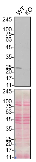 Western blot - Anti-Peroxiredoxin 6 antibody [EPR3754] - BSA and Azide free (AB240057)