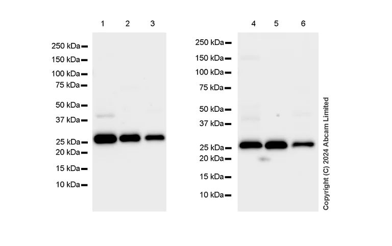 Western blot - Anti-Peroxiredoxin 6 antibody [EPR3754] - BSA and Azide free (AB240057)