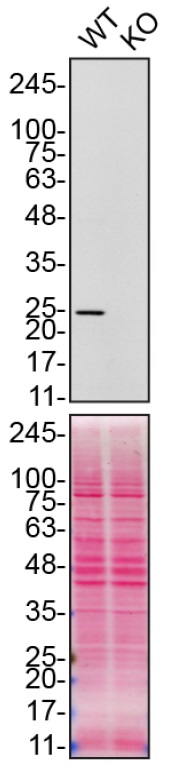 Western blot - Anti-Peroxiredoxin 6 antibody [EPR3755] - BSA and Azide free (AB182190), expandable thumbnail