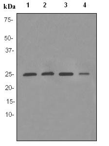 Western blot - Anti-Peroxiredoxin 6 antibody [EPR3755] - BSA and Azide free (AB182190), expandable thumbnail