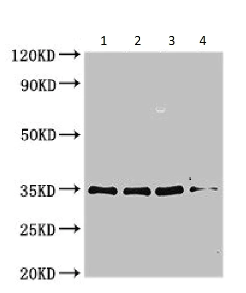 Western blot - Anti-Peroxiredoxin Asp f3 antibody (AB225925)