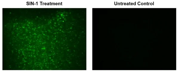 Immunocytochemistry/ Immunofluorescence - Peroxynitrite Assay Kit (Cell-based) (AB233468)