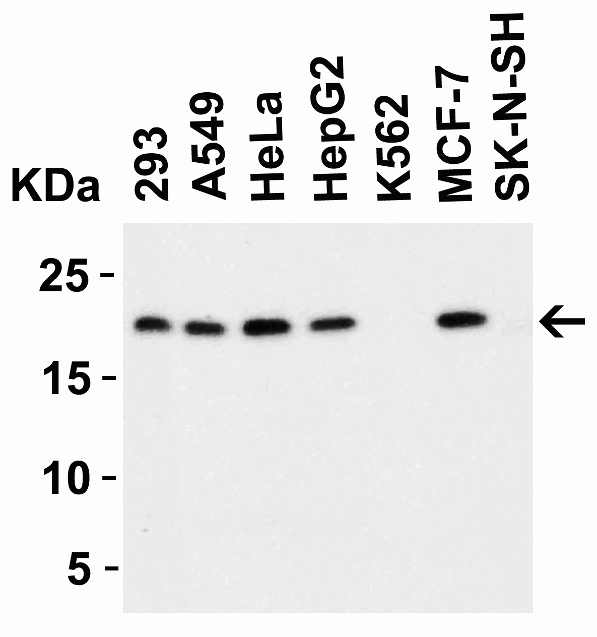 Western blot - Anti-PERP antibody (AB5986), expandable thumbnail