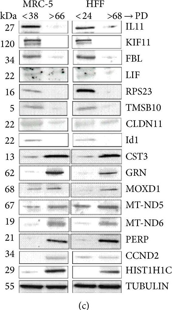 Western blot - Anti-PERP antibody (AB5986), expandable thumbnail