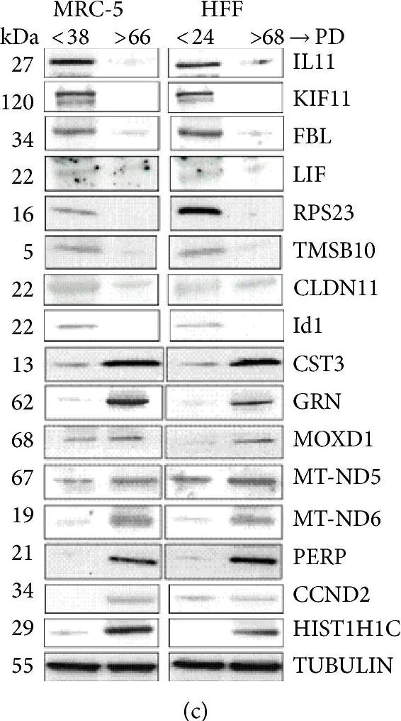 Western blot - Anti-PERP antibody (AB5986)