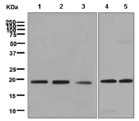 Western blot - Anti-PERP antibody [EPR7885] (AB129083)