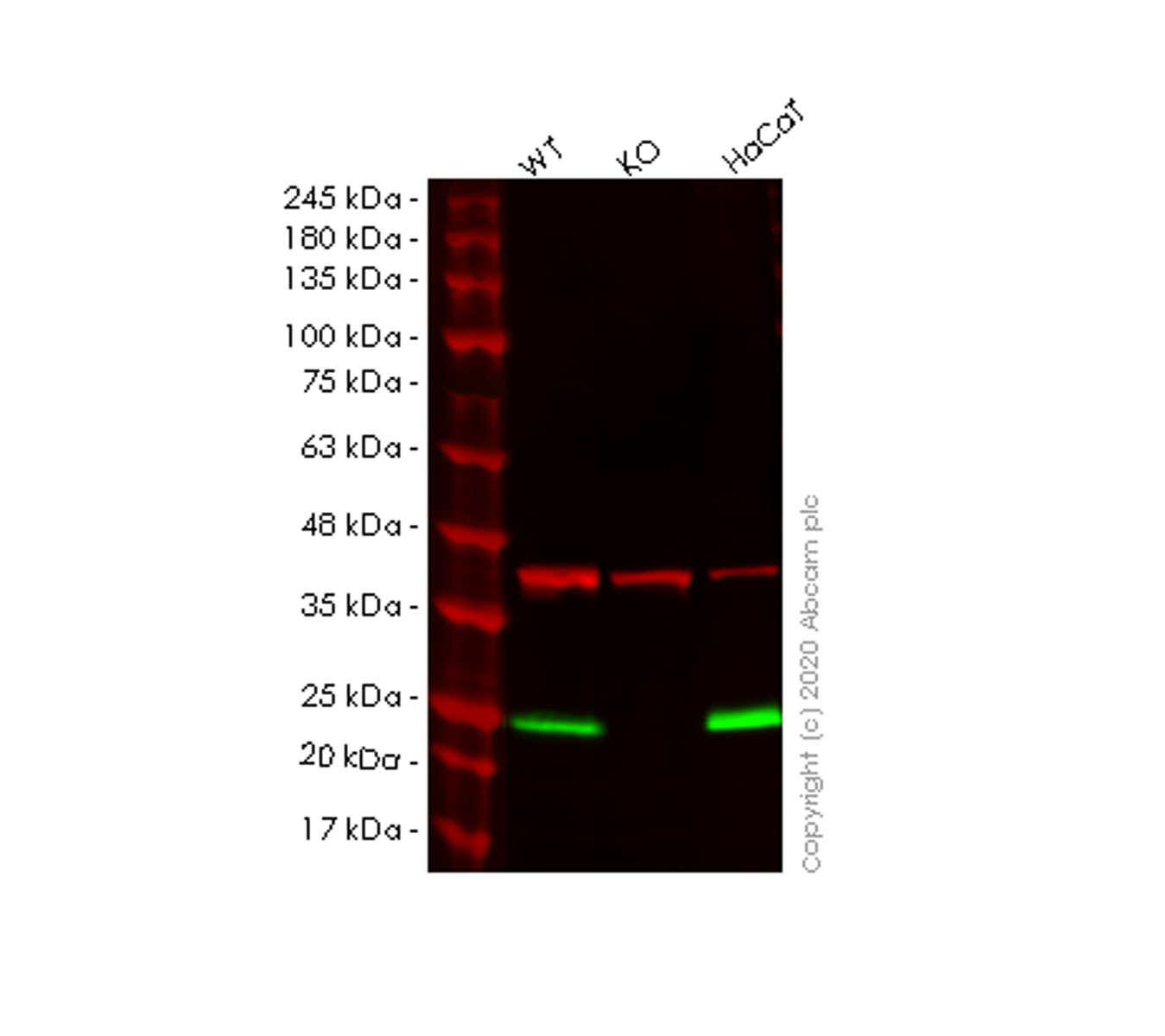 Western blot - Anti-PERP antibody [EPR7885] (AB129083), expandable thumbnail