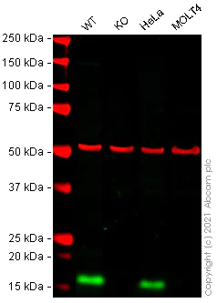 Western blot - Anti-PERP antibody [EPR7885] - BSA and Azide free (AB248288)