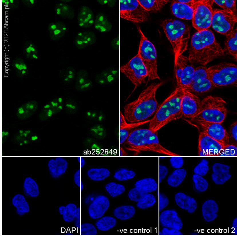 Immunofluorescence - Anti-Pescadillo antibody [8E9] (AB252849)